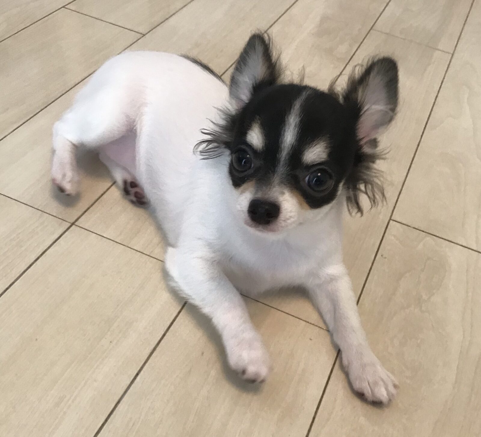 ペットシッター☆福岡市中央区 チワワ まるちゃん①