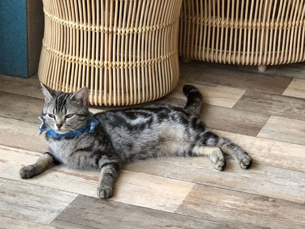 猫カフェ(=^･^=)