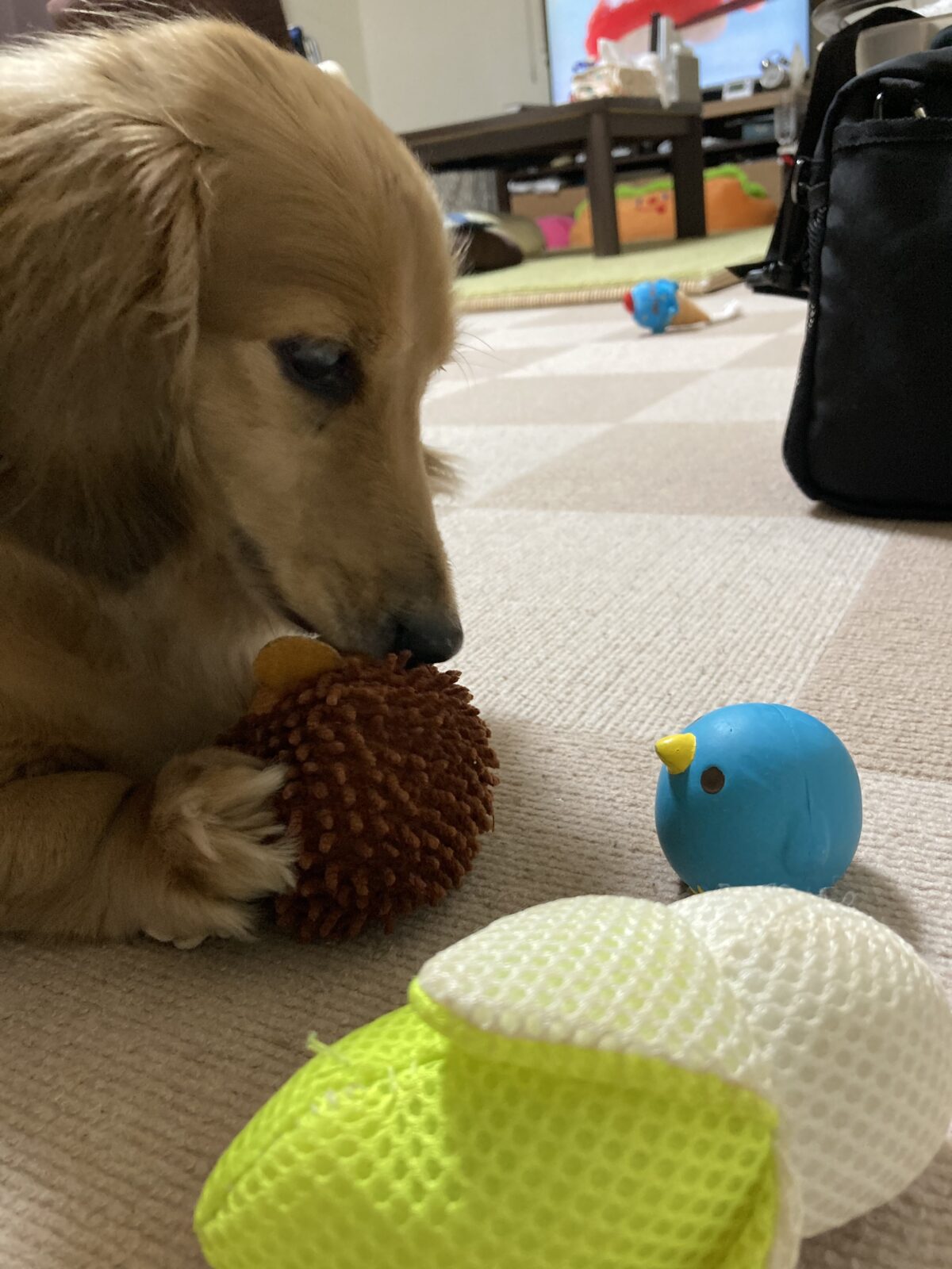 ロールちゃんの飼い主様からの嬉しいメール