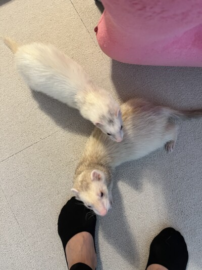 フェレットちゃんのカウンセリング🎶