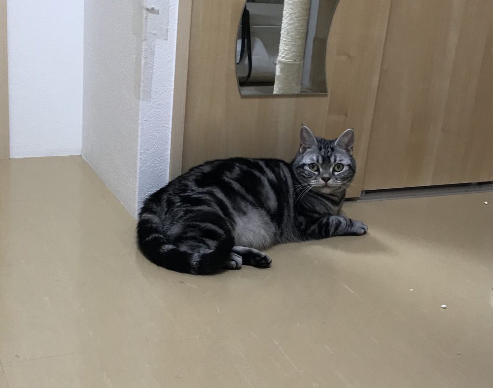 キャットシッター☆博多区堅粕 ゴロー君④