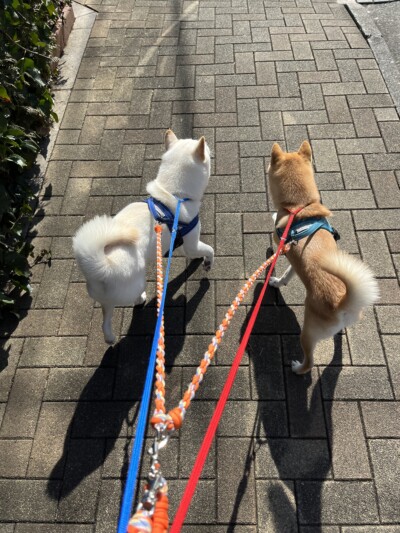 豆柴ちゃんのお世話🐾