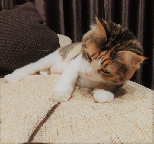 川口市　ミニーちゃん　お世話Part2