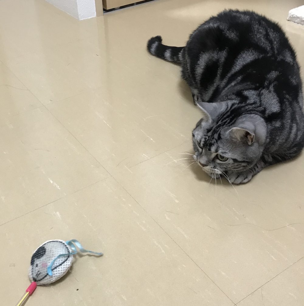 キャットシッター☆博多区堅粕 ゴロー君②