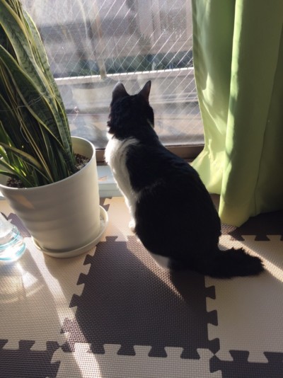 サムちゃんのお世話🐈