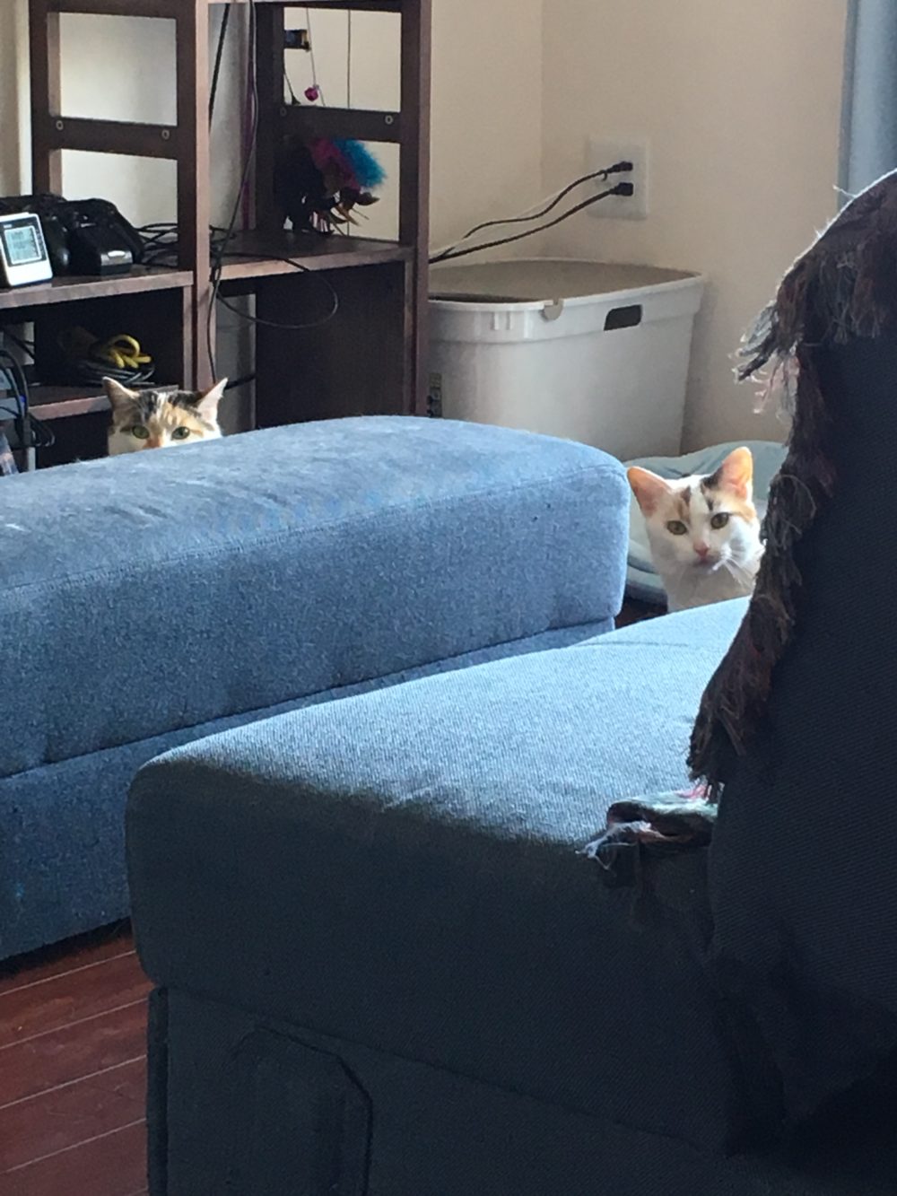 31.4.18〜19 藤枝市稲川の2匹の猫ちゃん達