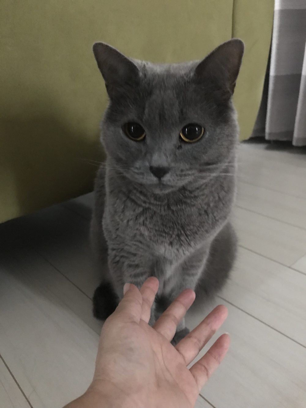 船橋市シャルトリューのぽむ君ドキドキのお留守番♪