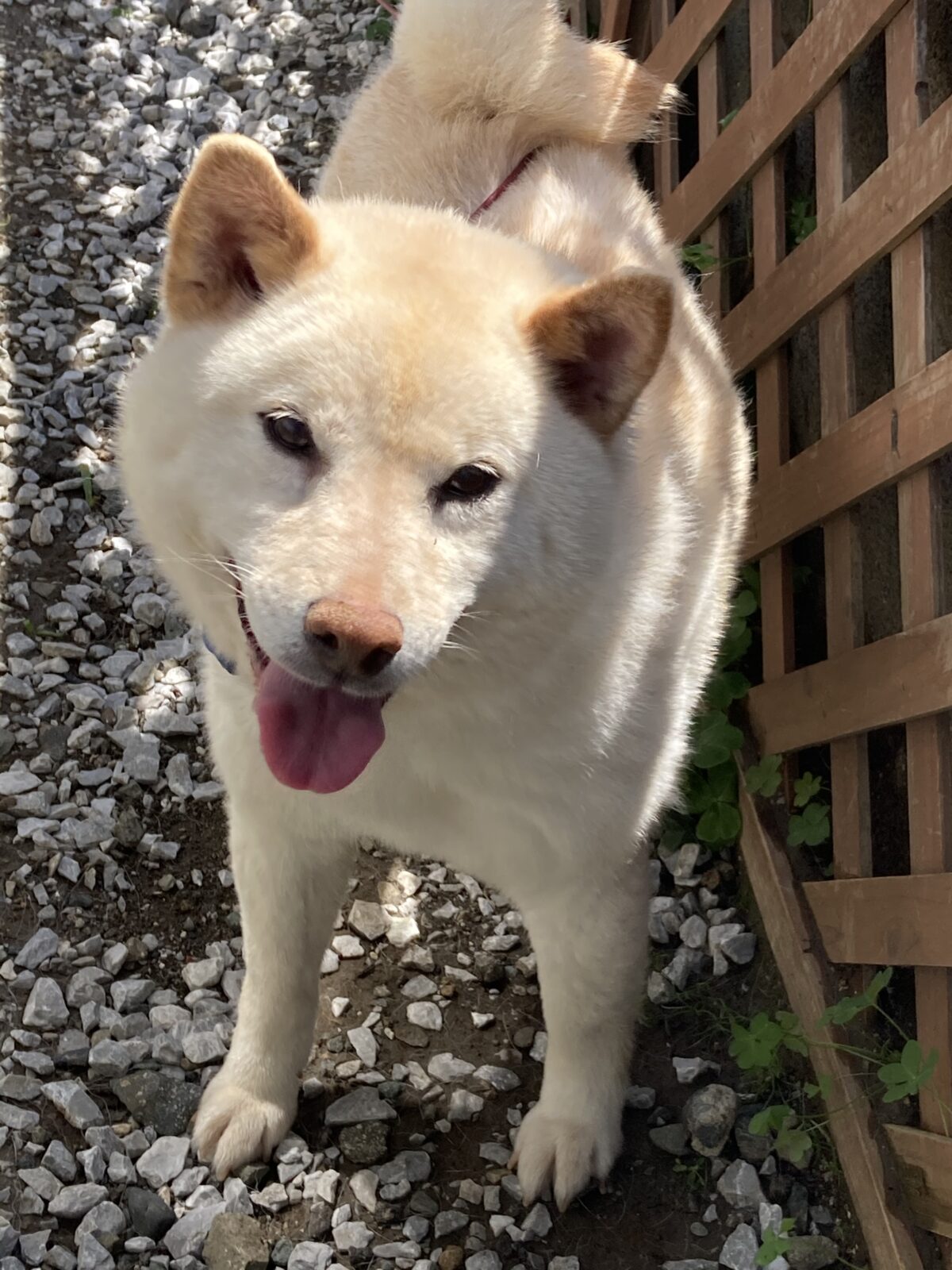 R3.5.2〜3藤枝市柴犬さくらちゃん