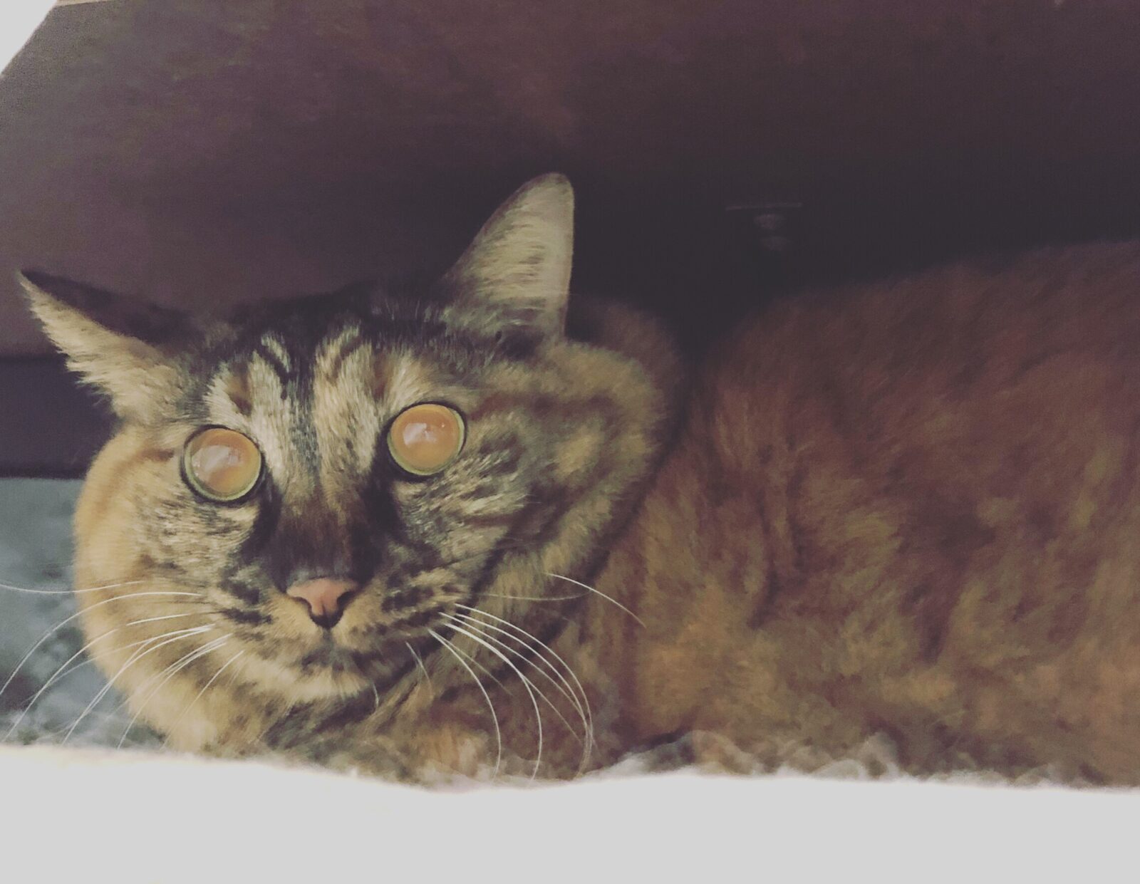 怖がり猫ちゃんもお待ちしています(^^)