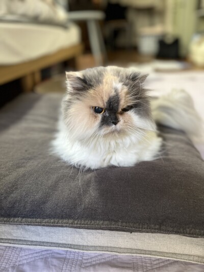 シニア猫ちゃん カウンセリング🎶