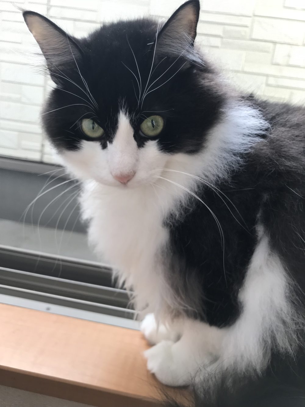 キャットシッター☆博多区 住吉 リン君⑤