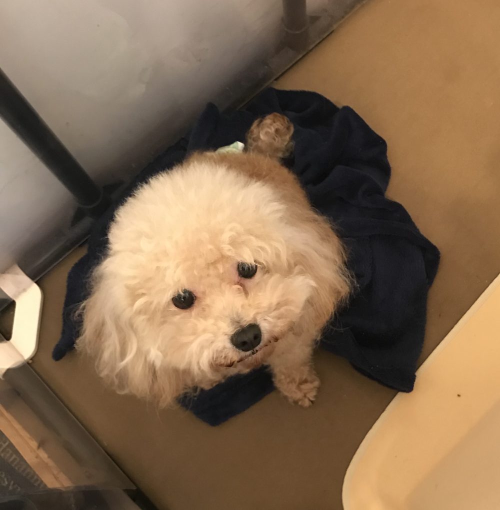 ペットシッター☆福岡市博多区 トイプードル4兄妹