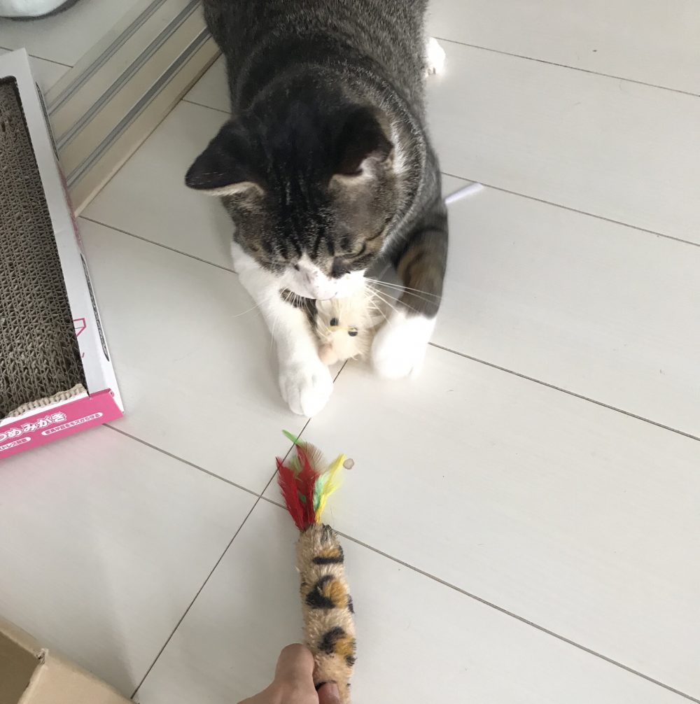 キャットシッター☆福岡市博多区 元保護猫③