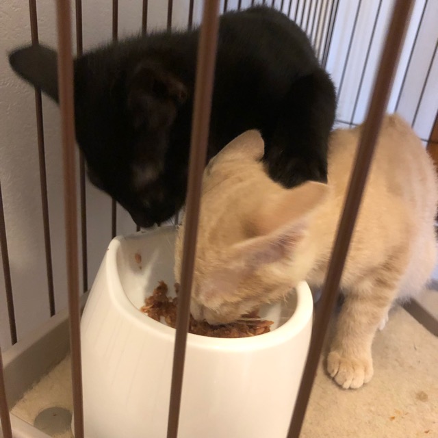 キャットシッター☆福岡市博多区 子猫の兄弟②