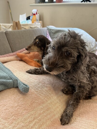 シニア犬のカウンセリング