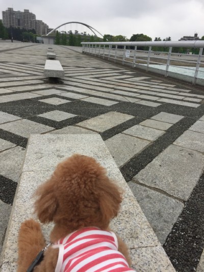 わんわんパトロール🐾🐾