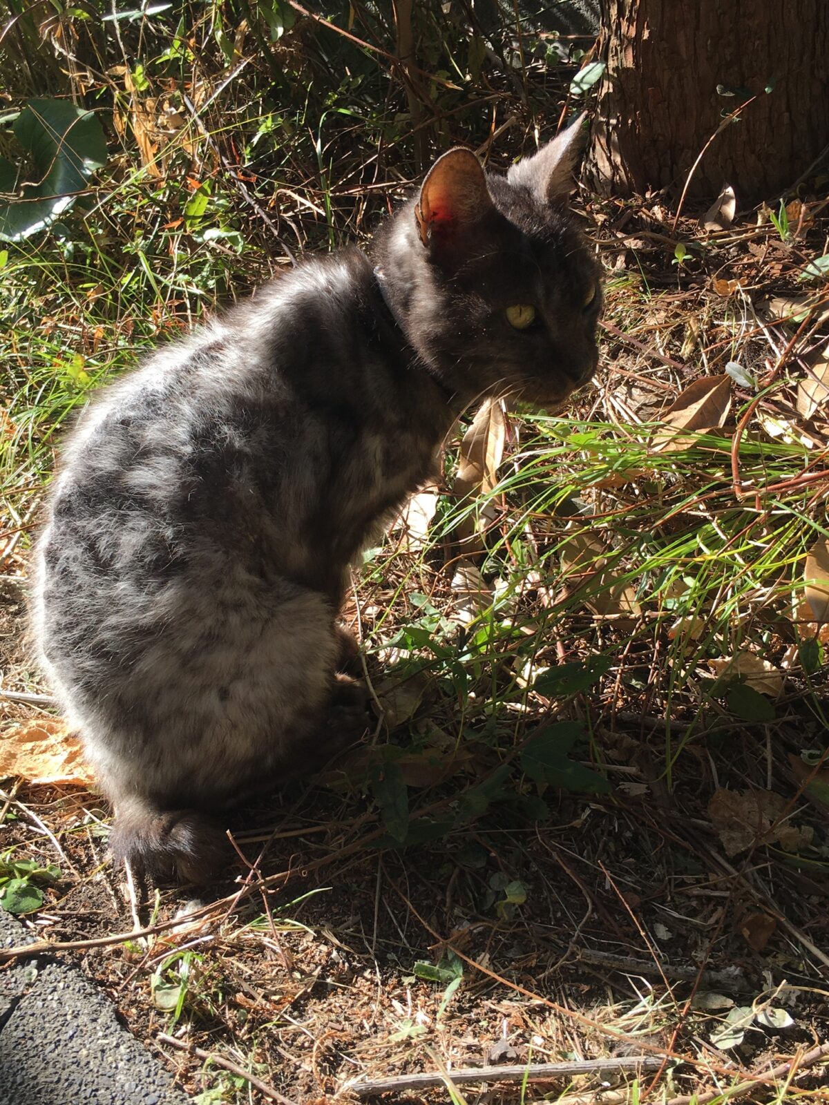 R2.12.16〜23藤枝市マアヤちゃんとクールマーくん①