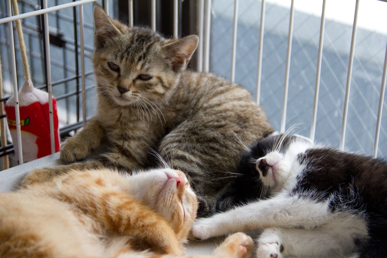 直近のお知らせ