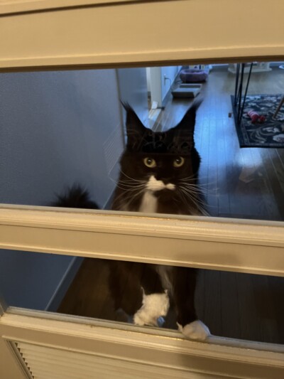 メインクーンちゃんのお世話