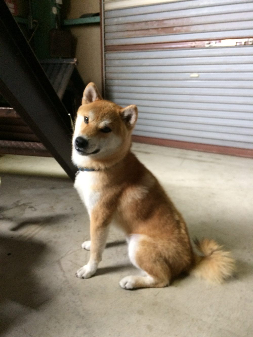 30.9.21焼津市小屋敷 かぶ君のお世話1日目