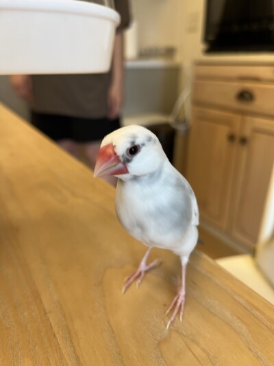 文鳥さんのカウンセリング🕊