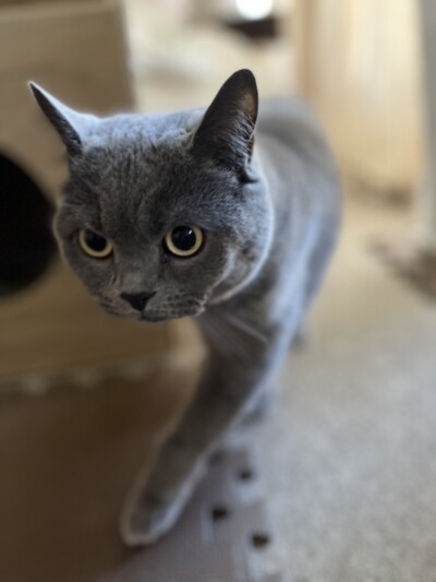 猫ちゃんのお世話🐈‍⬛