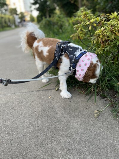 キャバリアさんのお散歩&お世話