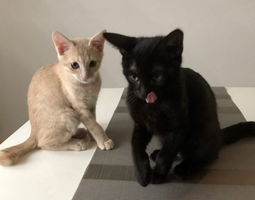 キャットシッター☆福岡市博多区 子猫の兄弟①