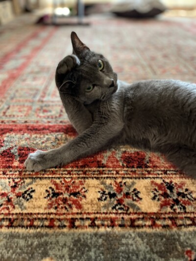 シニア猫ちゃんのお世話🐈‍⬛