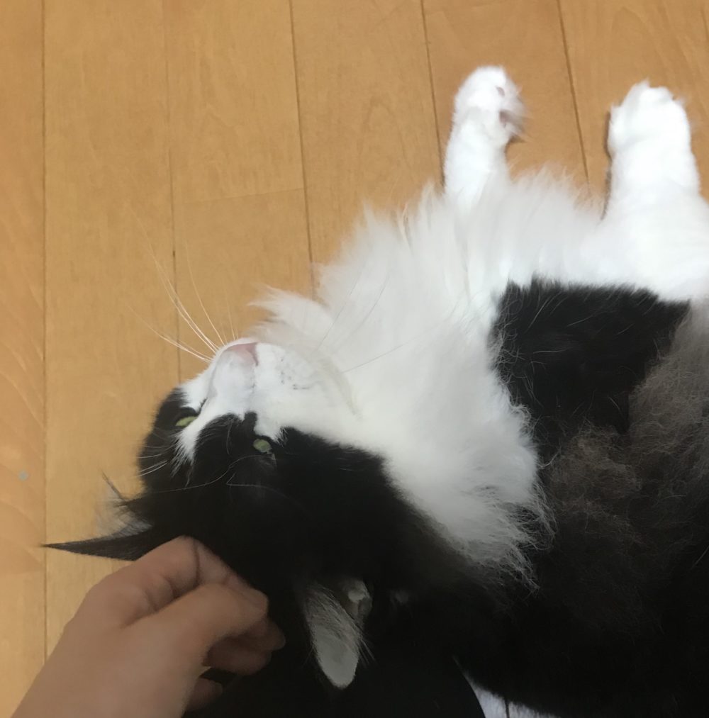 キャットシッター☆福岡市博多区 リン君③