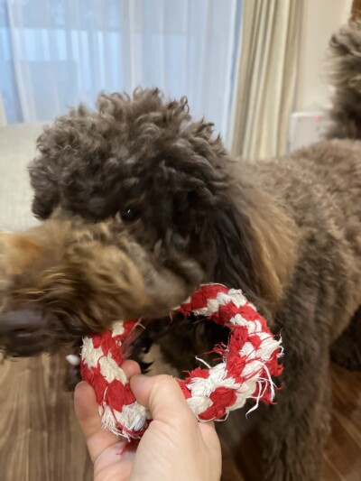 ドゥードゥルのお世話🐾