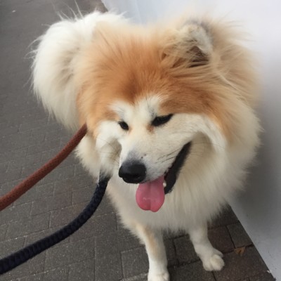 大型犬のお散歩🐾&お世話