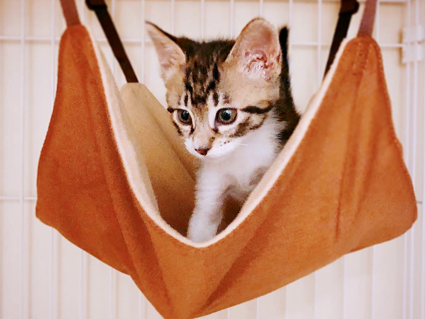 ２ヶ月齢の子猫