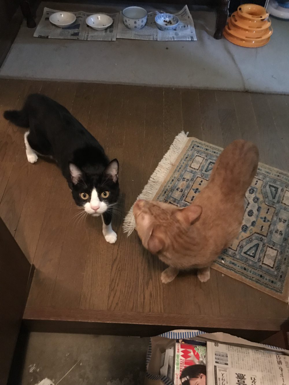 八千代市出張お留守番のリピーターモラン君とはち君