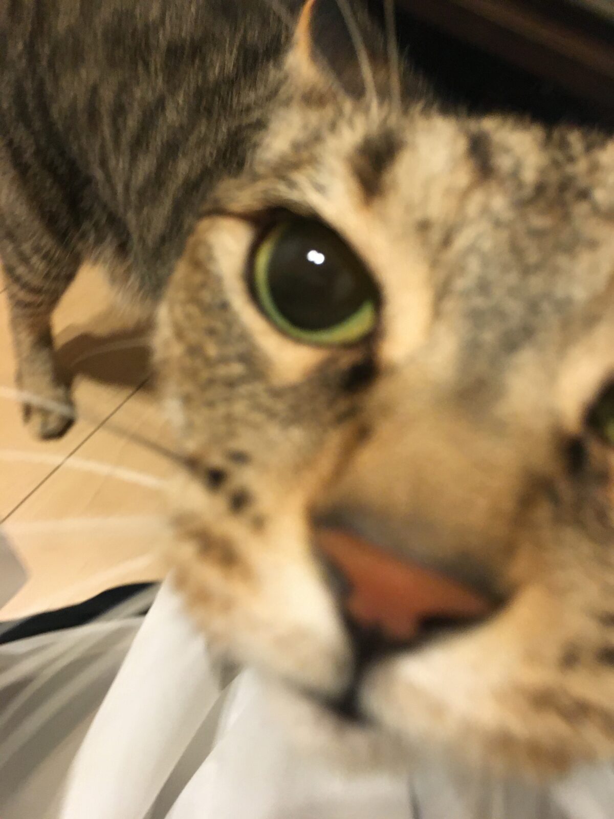 R2.6.6〜7藤枝市虎之助くん&渚ちゃん⑥