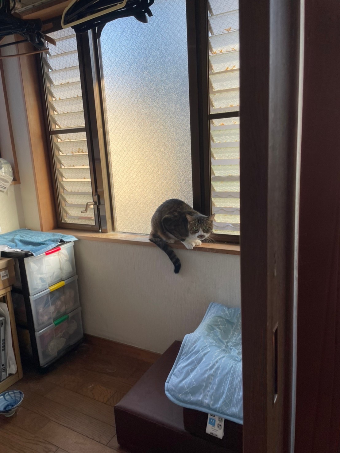 ペットシッター