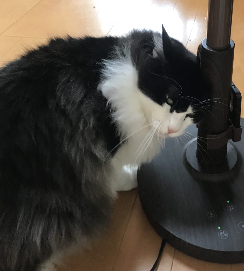 キャットシッター☆福岡市博多区 リン君③