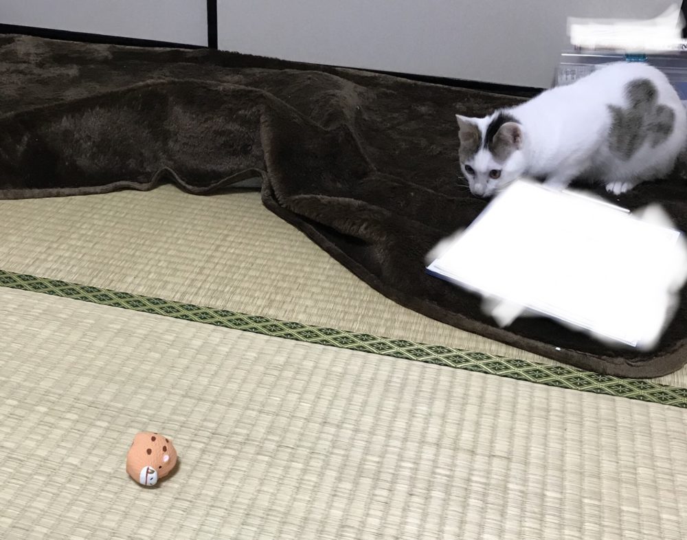 キャットシッター☆福岡市博多区 おむすび君③