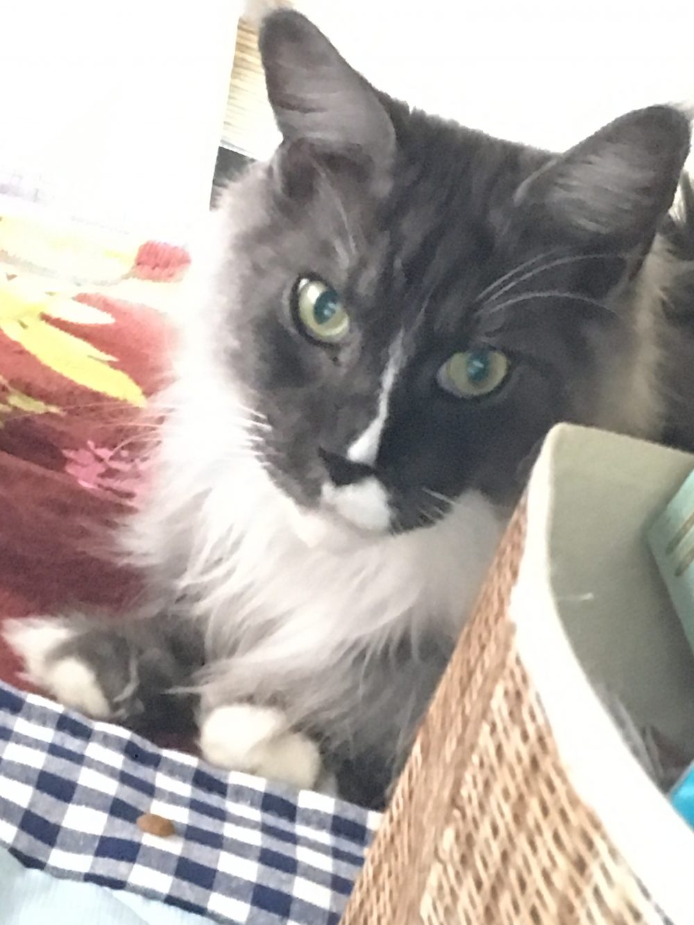 30.12.26藤枝市メインクーン、アンソニーくんオンディーヌちゃんのお世話