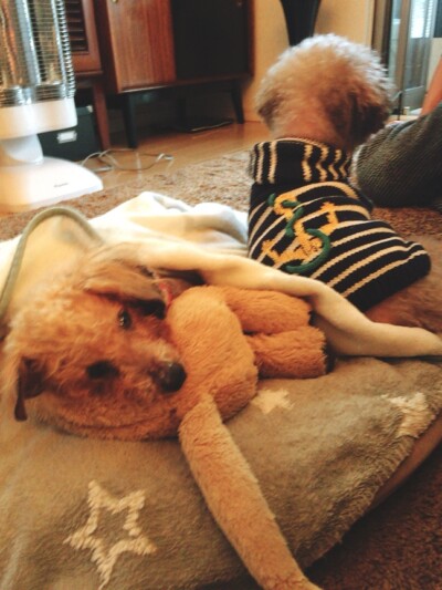 カウンセリング🐾