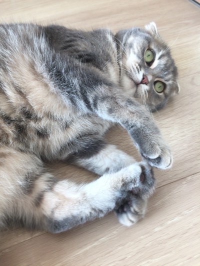 猫🐈ちゃんのお世話お世話🎶