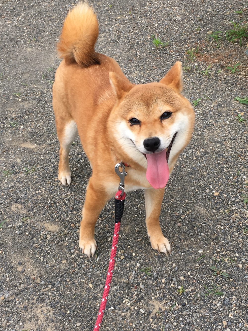 R1.5.27〜31藤枝市水上 メイちゃん3週目