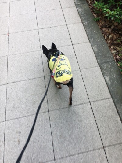 シニア犬のお世話🐾