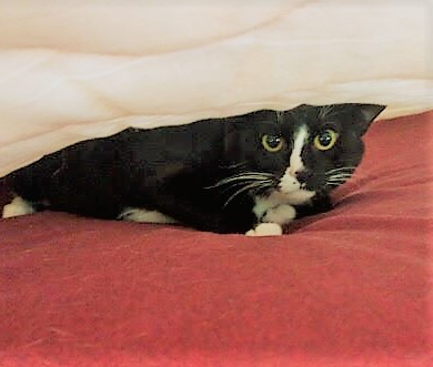 川口市　猫ちゃんず　リピート　キャットシッター