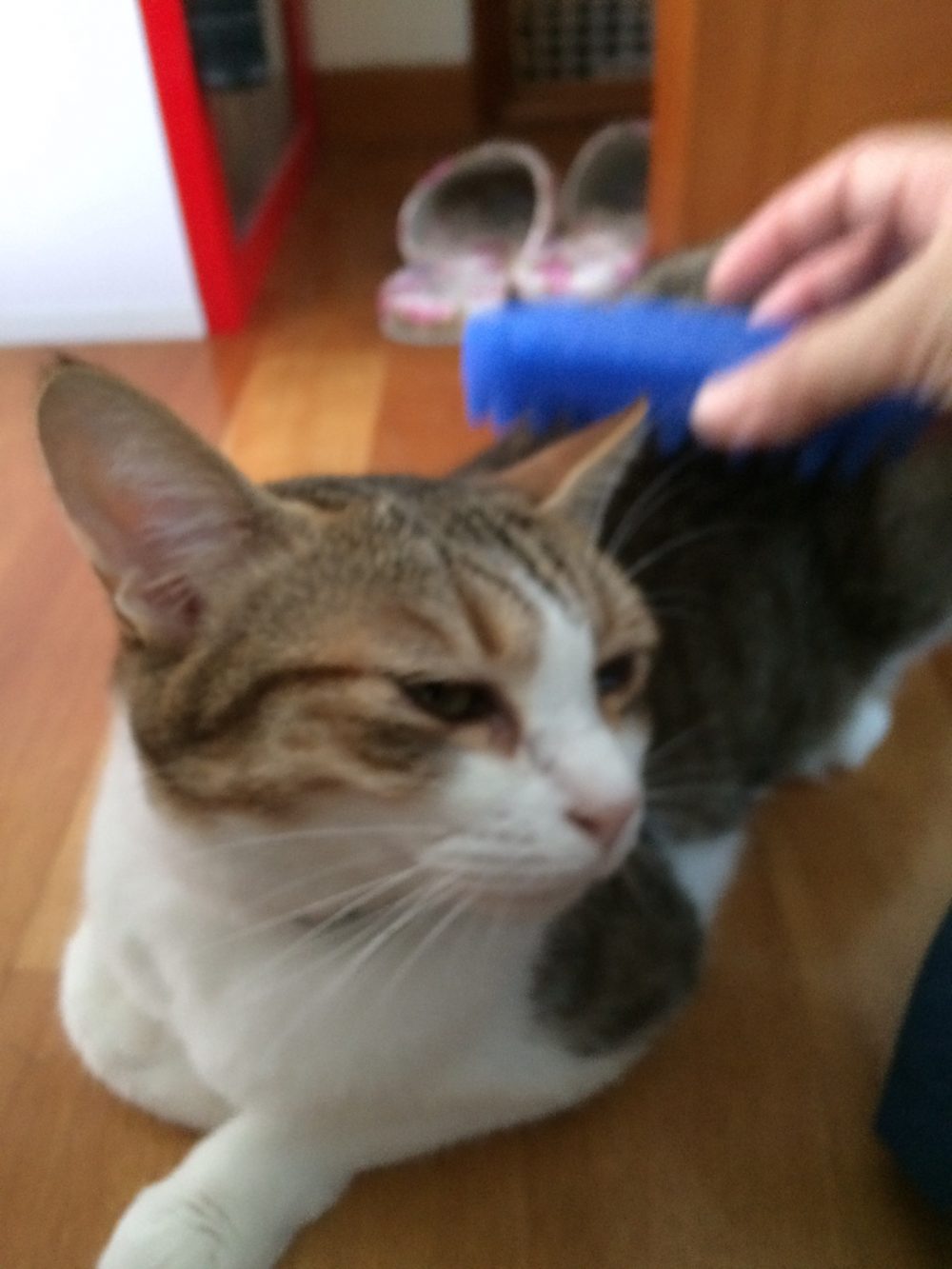 30.9.24島田市ももちゃんすずちゃんのお世話6日目最終日