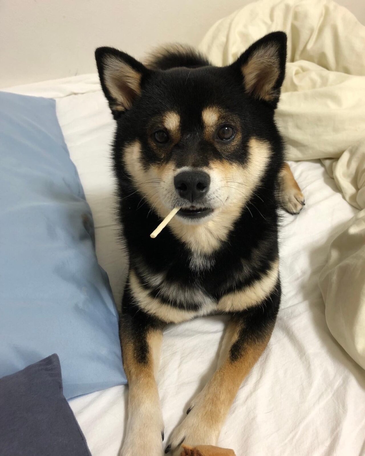 黒柴のお散歩 鶴見区馬場