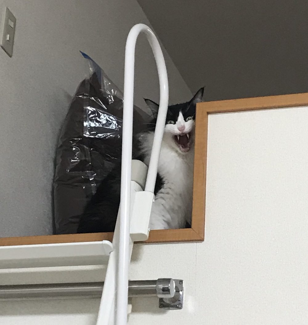 キャットシッター☆福岡市博多区 リン君④