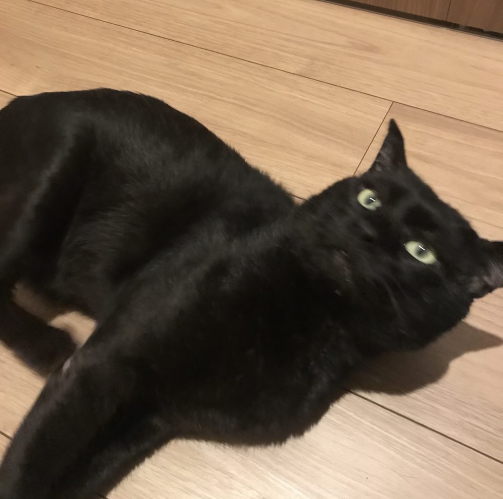 キャットシッター☆博多区 保護猫 シュトウ君 仮主様より