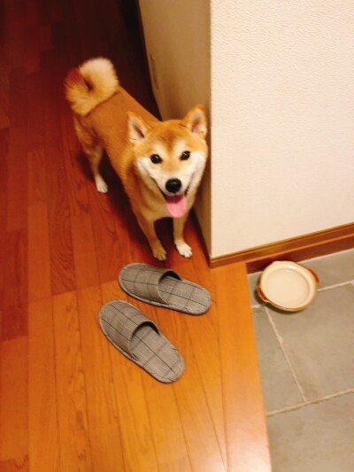 しば犬ちゃんのお世話🐾