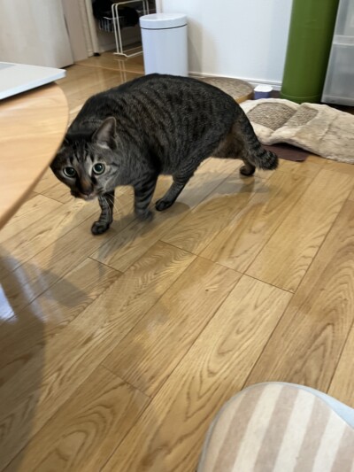 mix猫ちゃんのカウンセリング